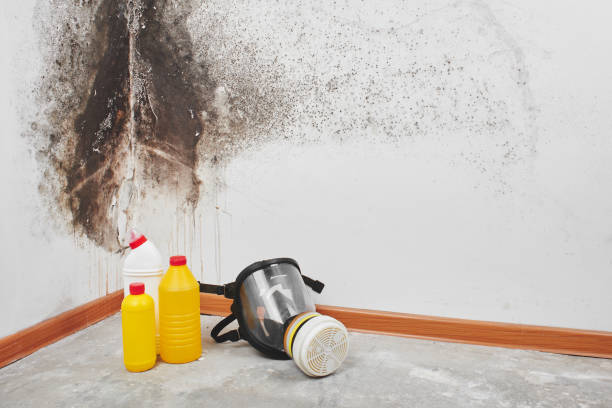 Best Emergency Mold Remediation in North Hornell, NY