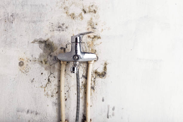 Best Residential Mold Remediation in North Hornell, NY