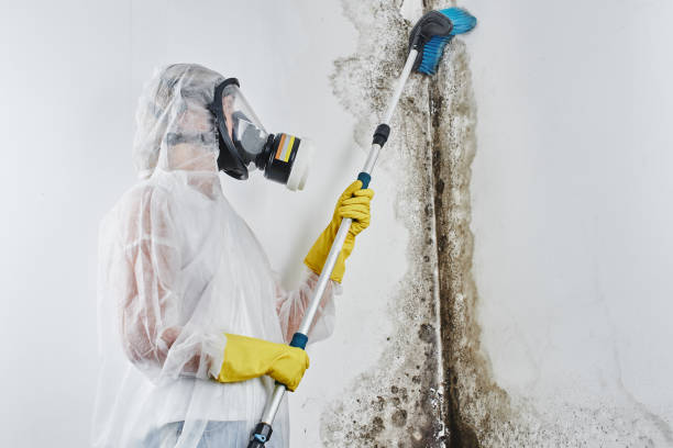 Best DIY Mold Remediation Support Services in North Hornell, NY