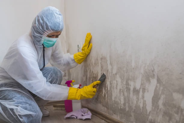 Best Kitchen Mold Remediation in North Hornell, NY