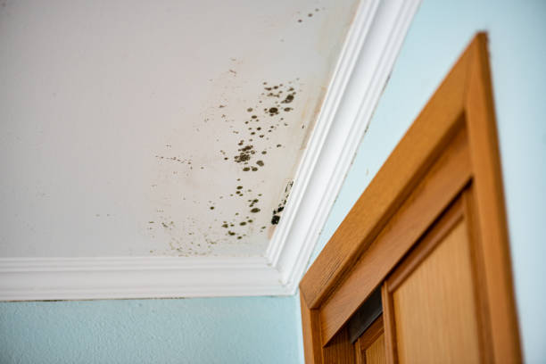 Best Mold Remediation for Schools in North Hornell, NY