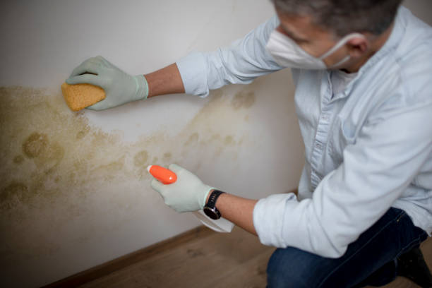 Best Post-Remediation Services in North Hornell, NY