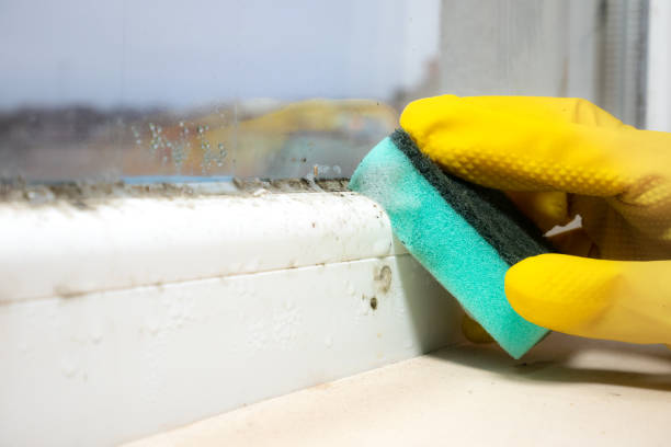 Best Industrial Mold Remediation in North Hornell, NY