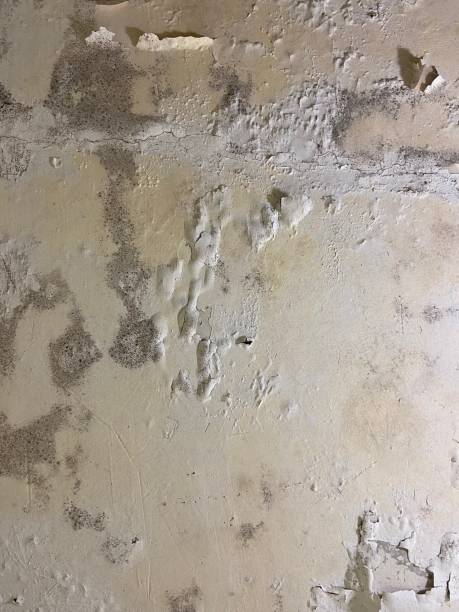 Best Post-Flood Mold Remediation in North Hornell, NY