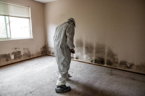 Best Black Mold Remediation in North Hornell, NY
