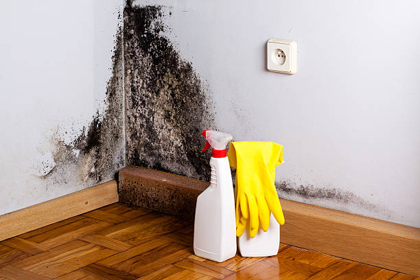 Best Residential Mold Remediation in North Hornell, NY