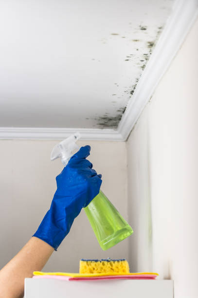 Professional Mold Remediation in North Hornell, NY